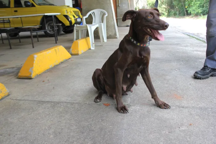 Cachorro ra a SRD-ViraLata idade 3 anos nome Cacau