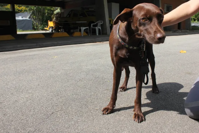 Cachorro ra a SRD-ViraLata idade 3 anos nome Cacau