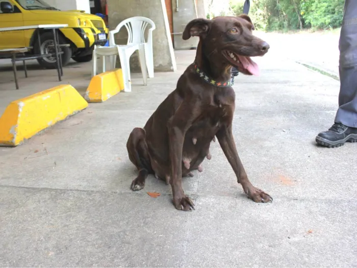 Cachorro ra a SRD-ViraLata idade 3 anos nome Cacau