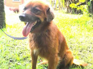 Cachorro raça SRD-ViraLata idade 2 anos nome Lobinho