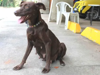 Cachorro raça SRD-ViraLata idade 3 anos nome Cacau