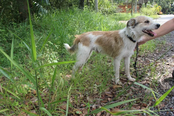 Cachorro ra a SRD-ViraLata idade 1 ano nome Estopinha