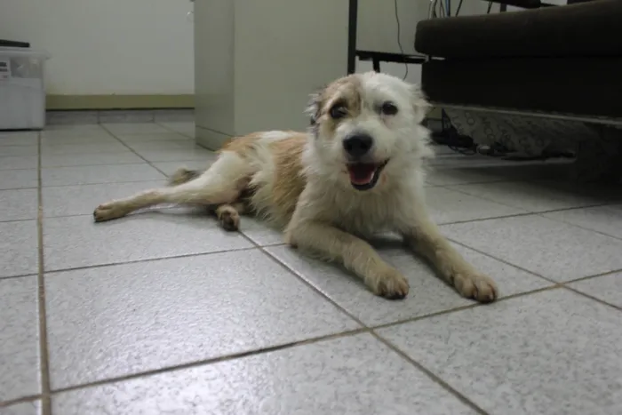 Cachorro ra a SRD-ViraLata idade 1 ano nome Estopinha