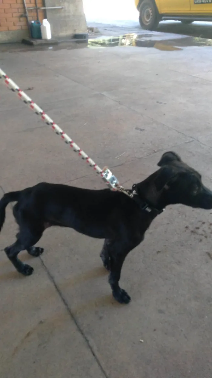 Cachorro ra a SRD-ViraLata idade 2 a 6 meses nome Nina