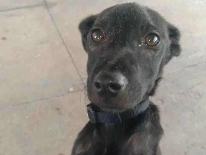 Cachorro ra a SRD-ViraLata idade 2 a 6 meses nome Nina