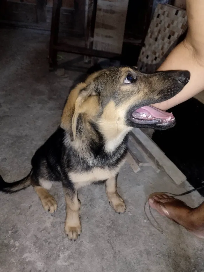 Cachorro ra a Pastor Alemão com vira lata idade 2 a 6 meses nome Filhote pastor alemão e vira lata