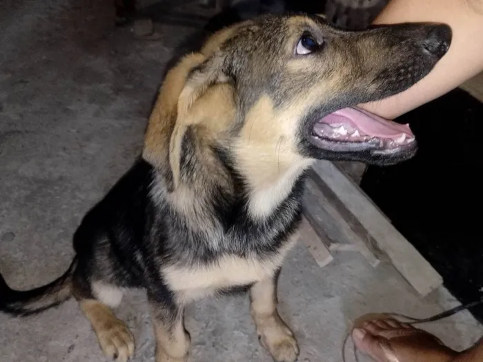 Cachorro ra a Pastor Alemão com vira lata idade 2 a 6 meses nome Filhote pastor alemão e vira lata