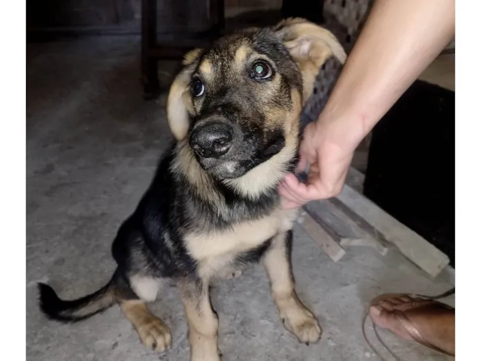 Cachorro ra a Pastor Alemão com vira lata idade 2 a 6 meses nome Filhote pastor alemão e vira lata