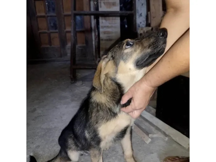 Cachorro ra a Pastor Alemão com vira lata idade 2 a 6 meses nome Filhote pastor alemão e vira lata