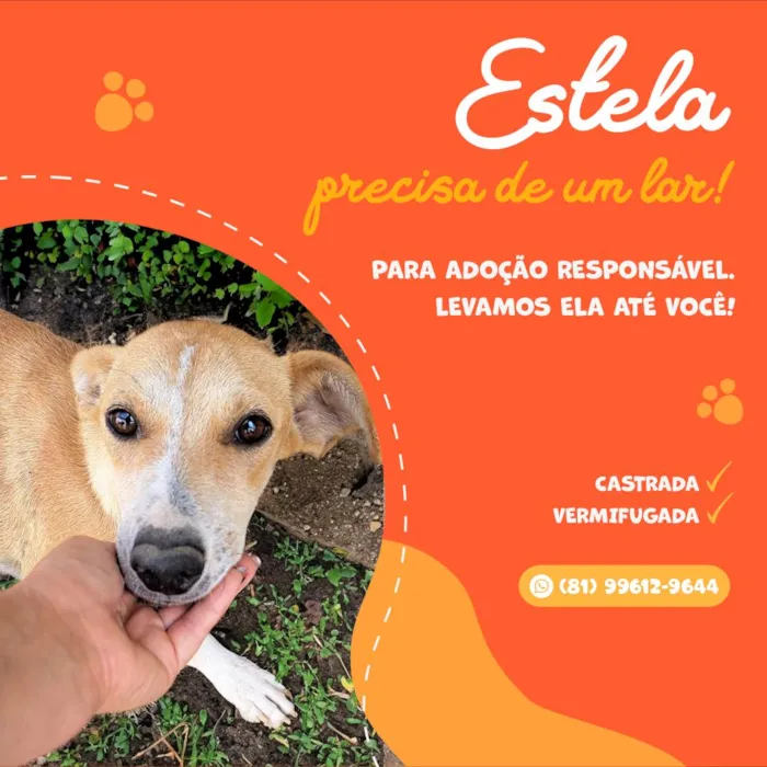 Cachorro ra a SRD-ViraLata idade 2 anos nome Estela
