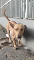 Cachorro Marrom Rebaixadinho Perdido em Caruaru