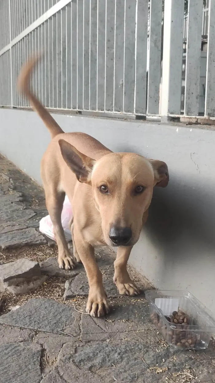 Cachorro ra a SRD-ViraLata idade 2 anos nome Cachorro Marrom Rebaixadinho Perdido em Caruaru