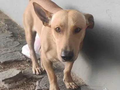 Cachorro raça SRD-ViraLata idade 2 anos nome Cachorro Marrom Rebaixadinho Perdido em Caruaru