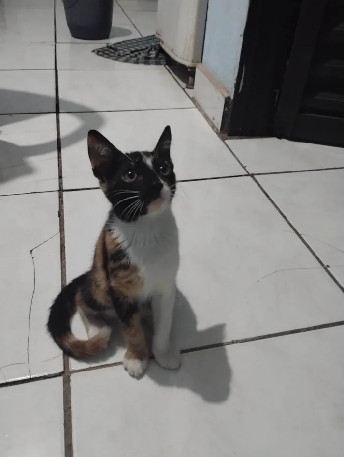 Gato ra a SRD-ViraLata idade 2 a 6 meses nome Belinha