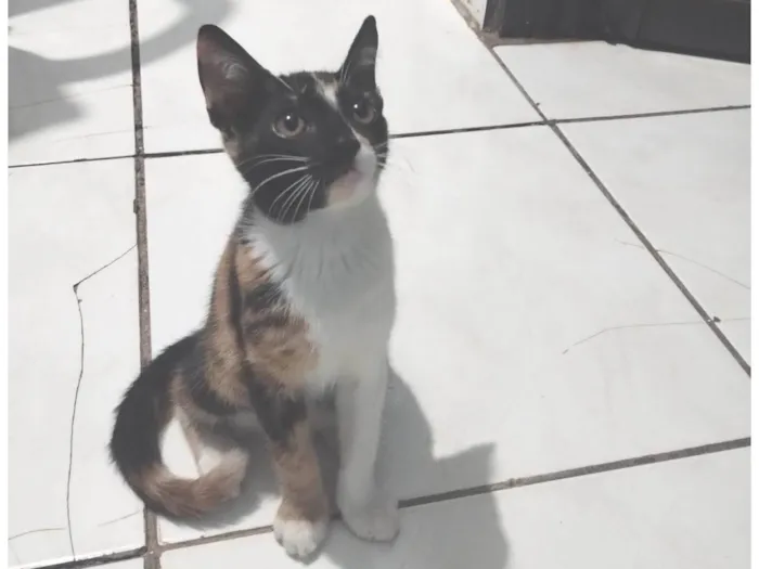 Gato ra a SRD-ViraLata idade 2 a 6 meses nome Belinha