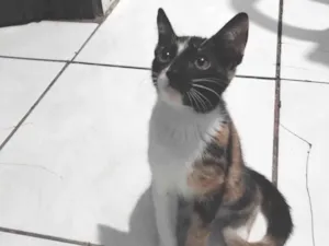 Gato raça SRD-ViraLata idade 2 a 6 meses nome Belinha