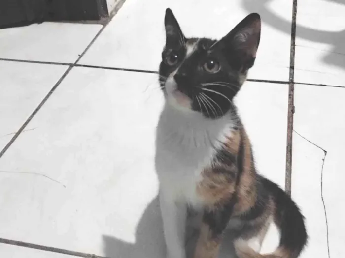 Gato ra a SRD-ViraLata idade 2 a 6 meses nome Belinha