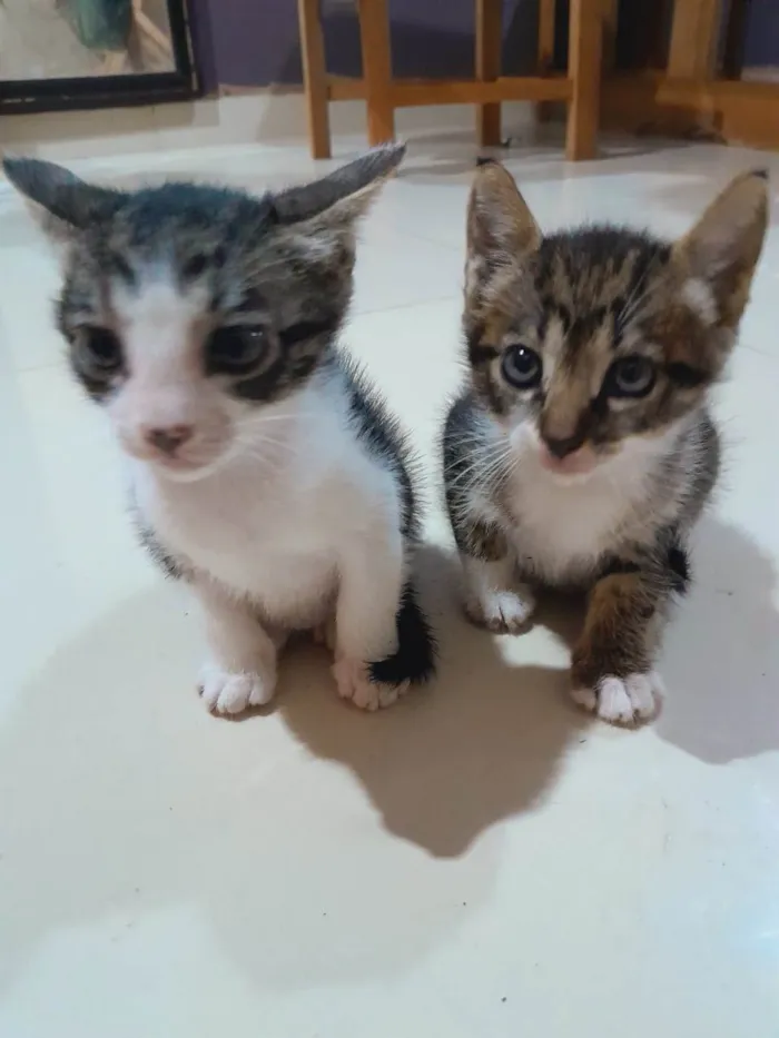 Gato ra a Não tem  idade Abaixo de 2 meses nome Sol e lua 