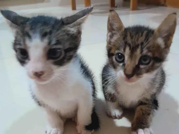 Gato ra a Não tem  idade Abaixo de 2 meses nome Sol e lua 