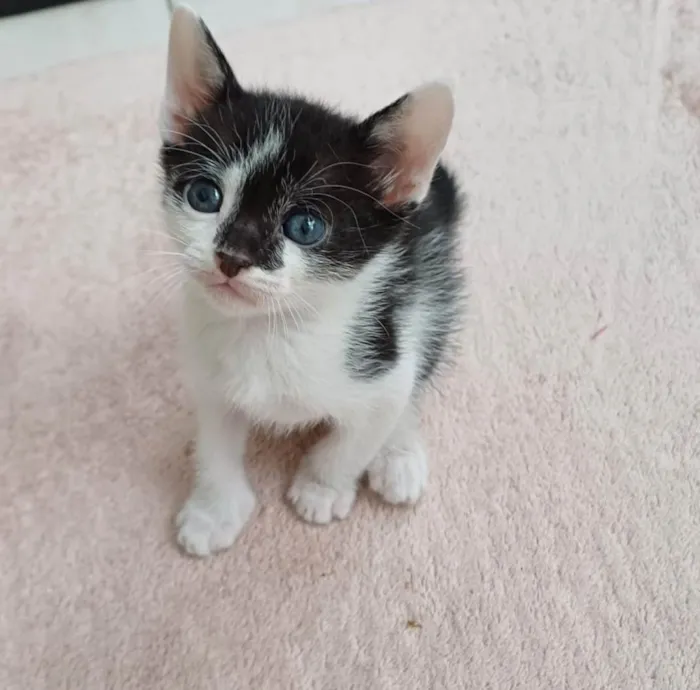 Gato ra a SRD-ViraLata idade Abaixo de 2 meses nome Joca