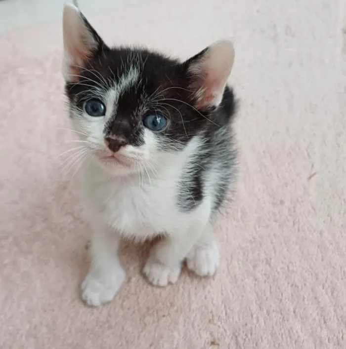 Gato ra a SRD-ViraLata idade Abaixo de 2 meses nome Joca