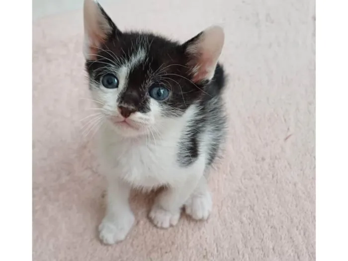 Gato ra a SRD-ViraLata idade Abaixo de 2 meses nome Joca