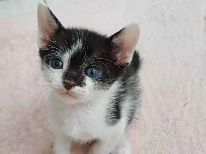 Gato ra a SRD-ViraLata idade Abaixo de 2 meses nome Joca