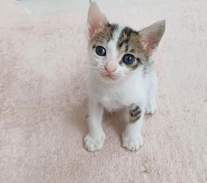 Gato ra a SRD-ViraLata idade Abaixo de 2 meses nome Zeca