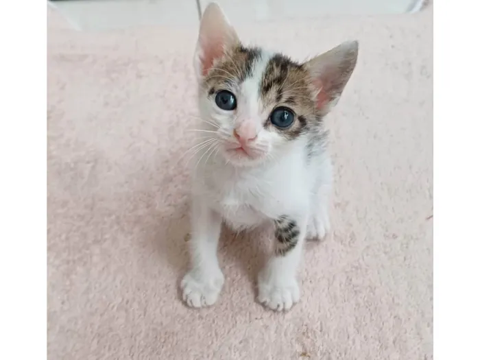 Gato ra a SRD-ViraLata idade Abaixo de 2 meses nome Zeca