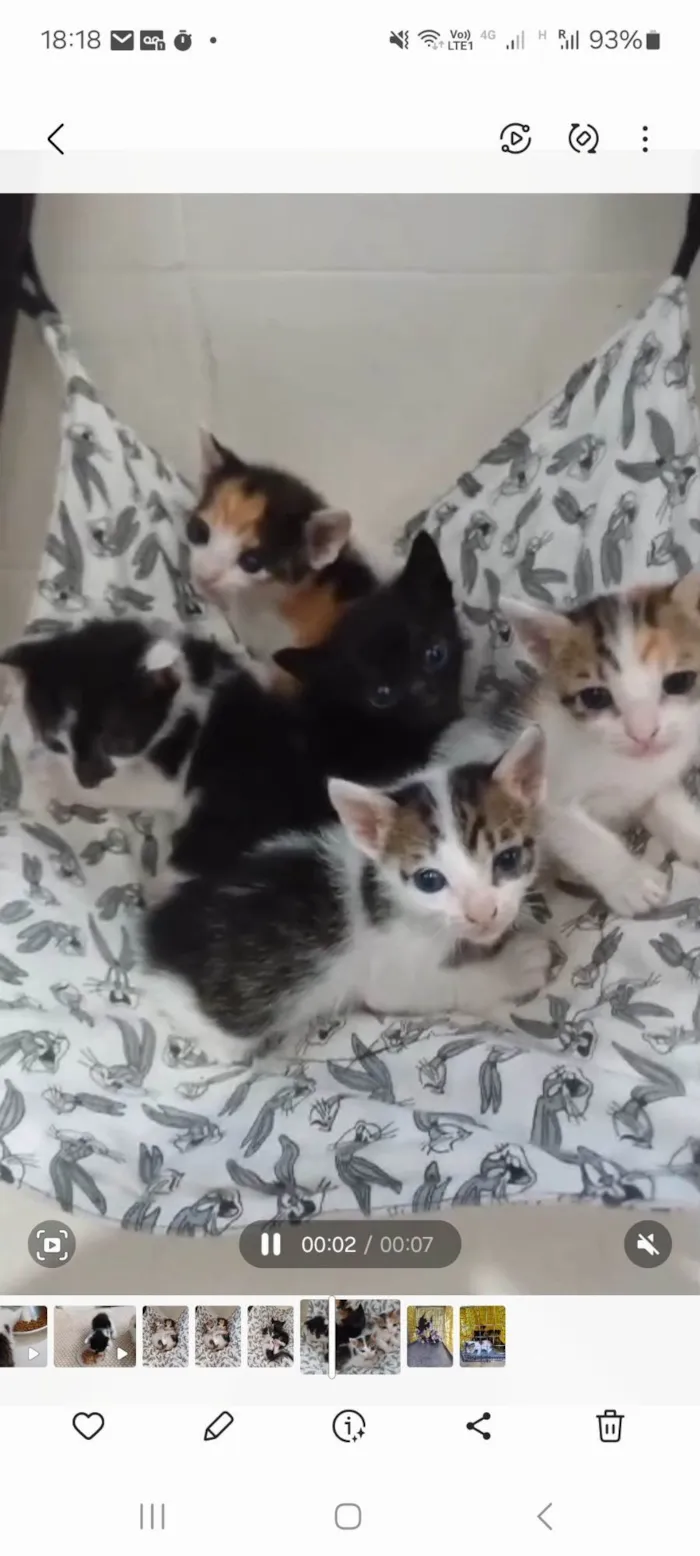 Gato ra a SRD-ViraLata idade Abaixo de 2 meses nome Ava