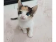 Ava