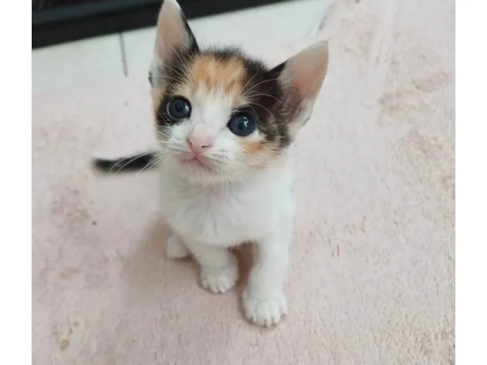 Gato ra a SRD-ViraLata idade Abaixo de 2 meses nome Ava
