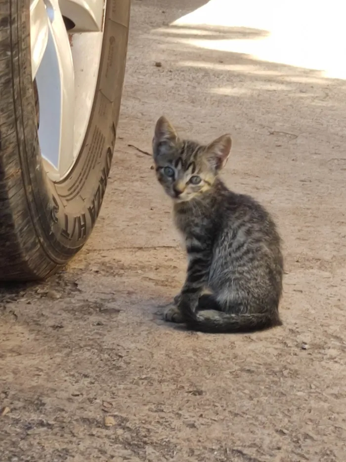 Gato ra a SRD-ViraLata idade 2 a 6 meses nome Violet e Felix Norman.