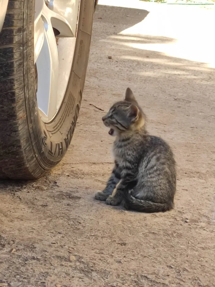 Gato ra a SRD-ViraLata idade 2 a 6 meses nome Violet e Felix Norman.