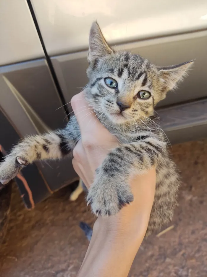 Gato ra a SRD-ViraLata idade 2 a 6 meses nome Violet e Felix Norman.