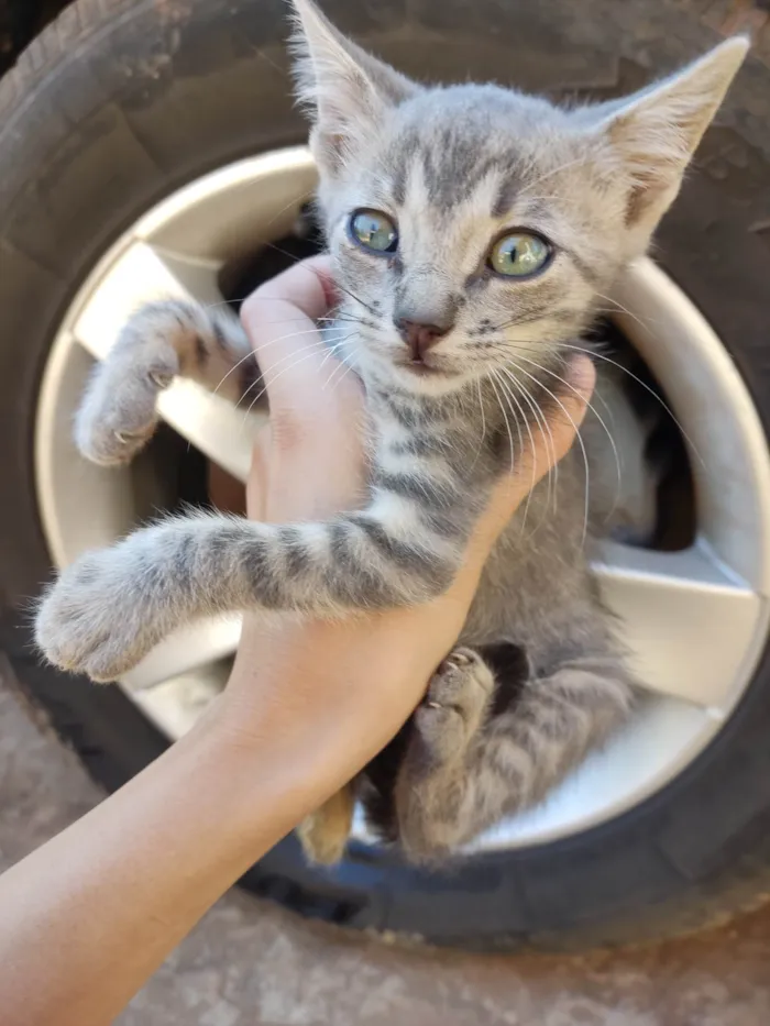 Gato ra a SRD-ViraLata idade 2 a 6 meses nome Violet e Felix Norman.