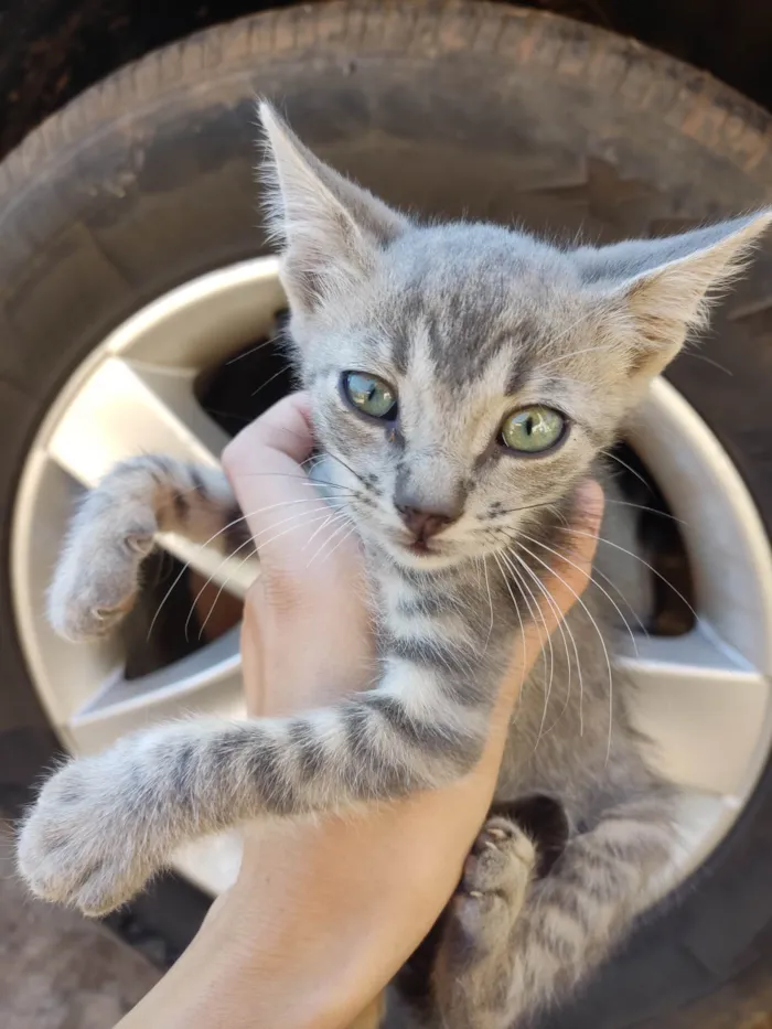 Gato ra a SRD-ViraLata idade 2 a 6 meses nome Violet e Felix Norman.