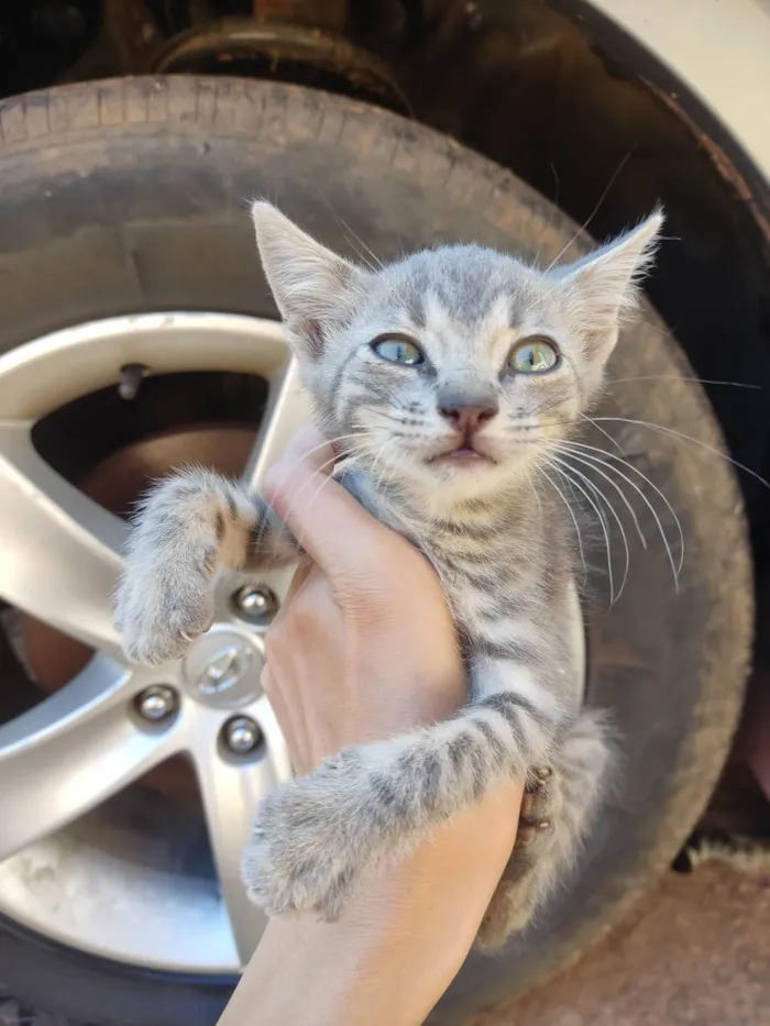 Gato ra a SRD-ViraLata idade 2 a 6 meses nome Violet e Felix Norman.