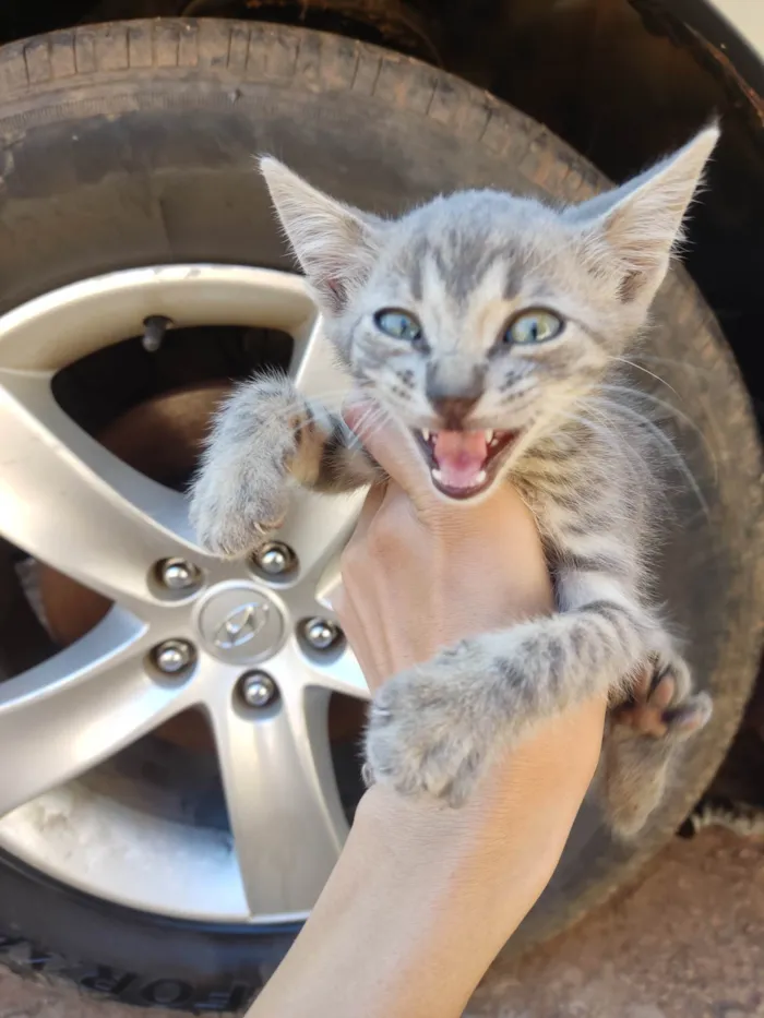 Gato ra a SRD-ViraLata idade 2 a 6 meses nome Violet e Felix Norman.