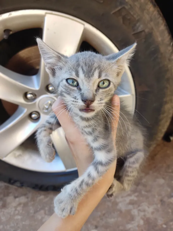 Gato ra a SRD-ViraLata idade 2 a 6 meses nome Violet e Felix Norman.