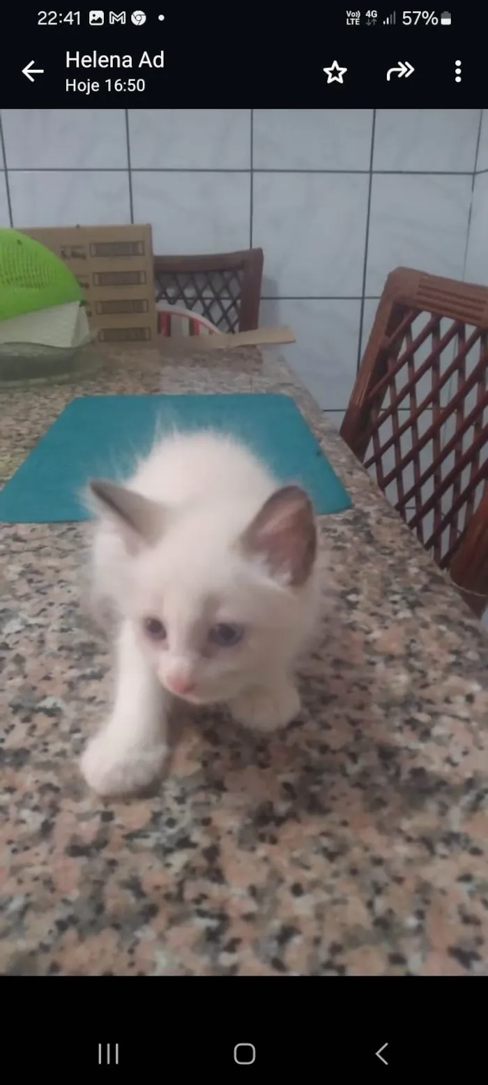 Gato ra a Angorá  idade 2 a 6 meses nome Floc