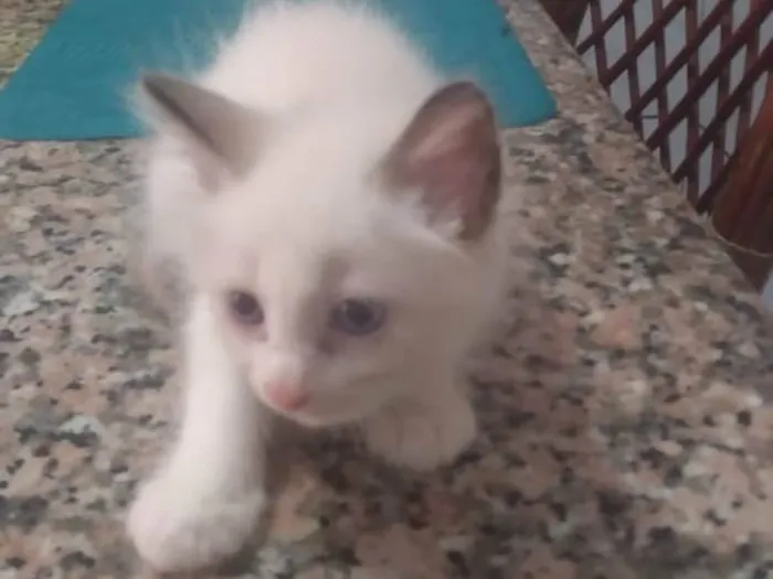 Gato ra a Angorá  idade 2 a 6 meses nome Floc