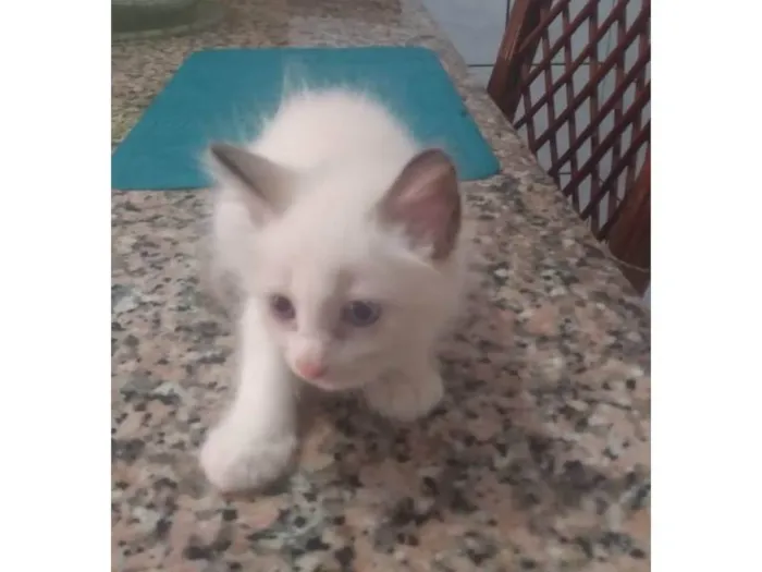 Gato ra a Angorá  idade 2 a 6 meses nome Floc