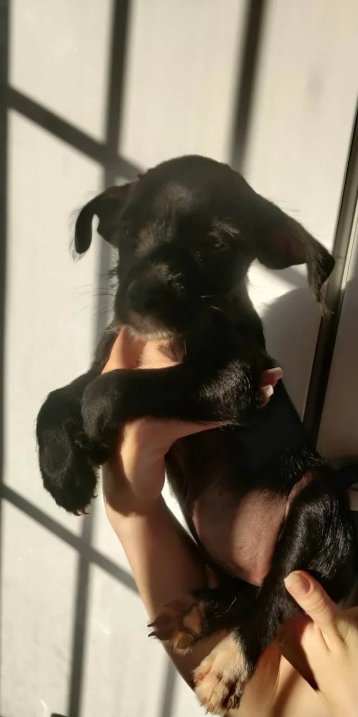 Cachorro ra a Vira lata idade Abaixo de 2 meses nome Bisteca 