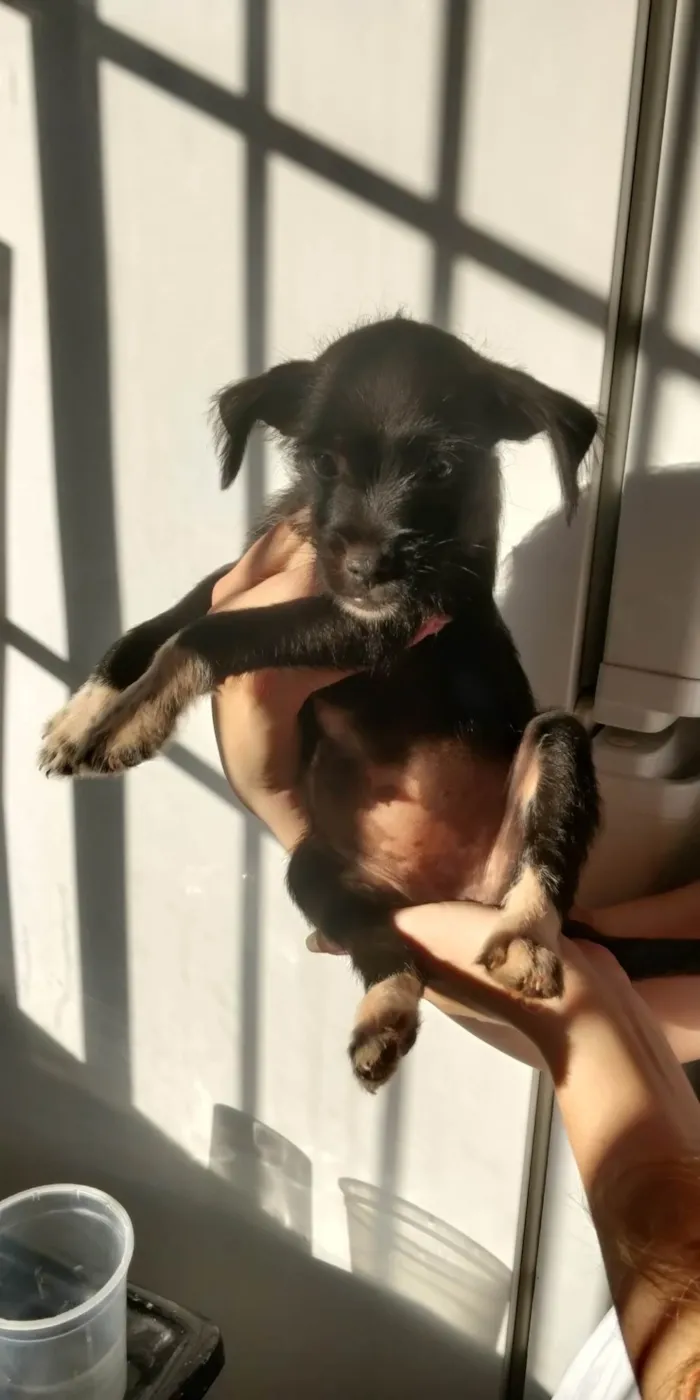 Cachorro ra a Vira lata idade Abaixo de 2 meses nome Bisteca 