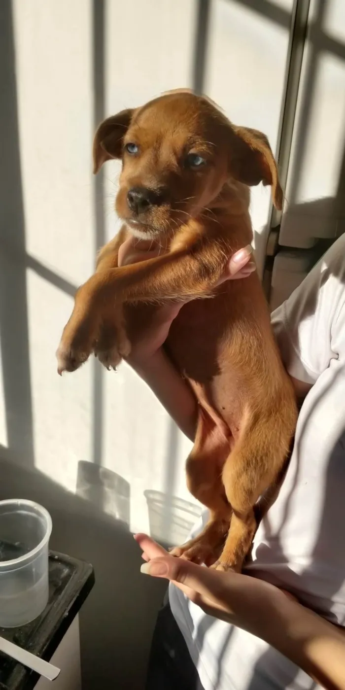 Cachorro ra a Vira lata idade Abaixo de 2 meses nome Canela 