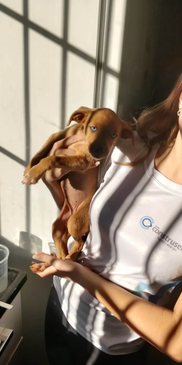 Cachorro ra a Vira lata idade Abaixo de 2 meses nome Canela 