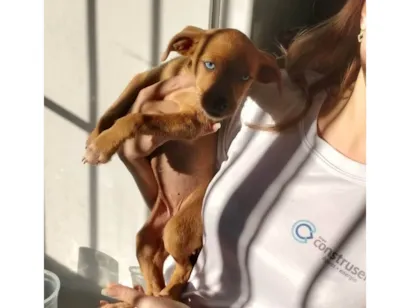 Cachorro raça Vira lata idade Abaixo de 2 meses nome Canela 