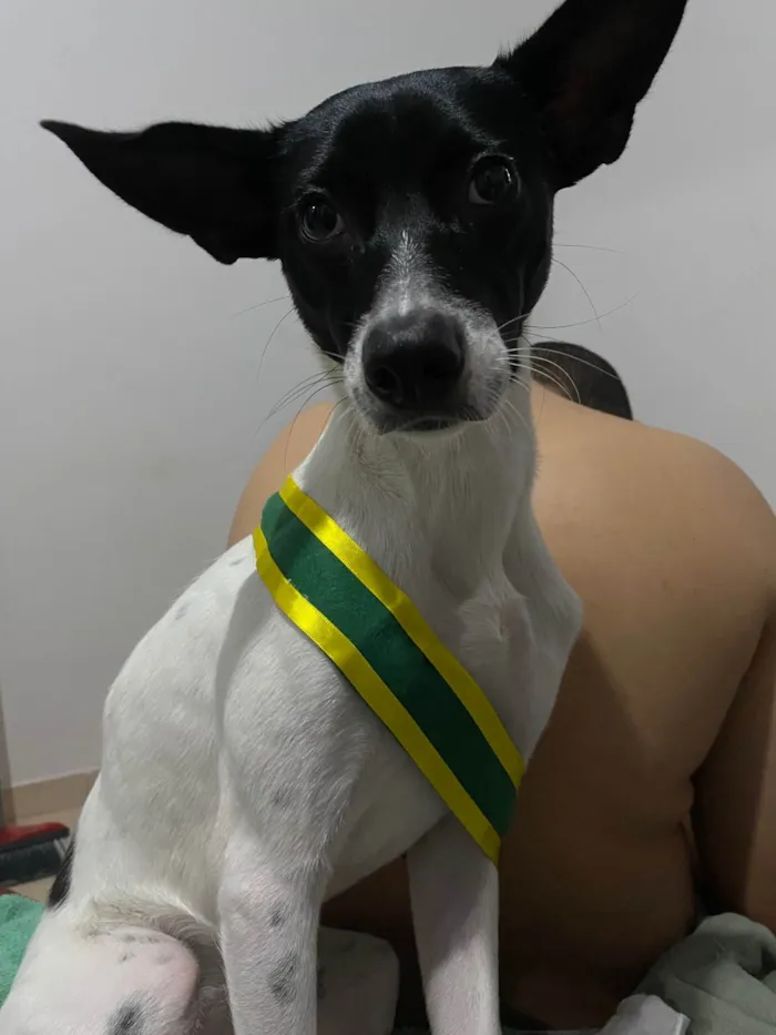 Cachorro ra a SRD-ViraLata idade 1 ano nome Milly