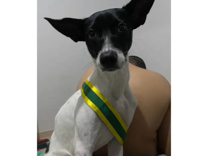 Cachorro ra a SRD-ViraLata idade 1 ano nome Milly